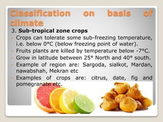 Classification on basis of
climate
3. Sub-tropical zone crops
• Crops can tolerate some sub-freezing temperature,
i.e. below 0°C (below freezing point of water).
• Fruits plants are killed by temperature below -7°C.
• Grow in latitude between 25° North and 40° south.
• Example of region are: Sargoda, sialkot, Mardan,
nawabshah, Mekran etc
• Examples of crops are: citrus, date, fig and
pomegranate etc.
 