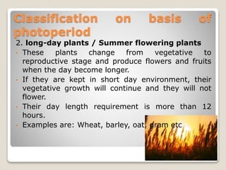 Classification on basis of
photoperiod
2. long-day plants / Summer flowering plants
• These plants change from vegetative to
reproductive stage and produce flowers and fruits
when the day become longer.
• If they are kept in short day environment, their
vegetative growth will continue and they will not
flower.
• Their day length requirement is more than 12
hours.
• Examples are: Wheat, barley, oat, gram etc.
 