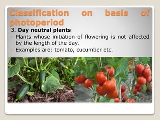 Classification on basis of
photoperiod
3. Day neutral plants
• Plants whose initiation of flowering is not affected
by the length of the day.
• Examples are: tomato, cucumber etc.
 