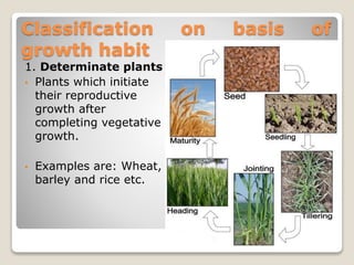 Classification on basis of
growth habit
1. Determinate plants
• Plants which initiate
their reproductive
growth after
completing vegetative
growth.
• Examples are: Wheat,
barley and rice etc.
 