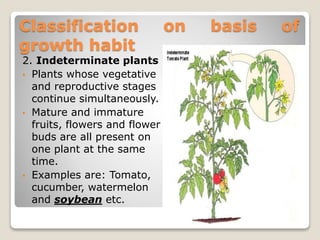 Classification on basis of
growth habit
2. Indeterminate plants
• Plants whose vegetative
and reproductive stages
continue simultaneously.
• Mature and immature
fruits, flowers and flower
buds are all present on
one plant at the same
time.
• Examples are: Tomato,
cucumber, watermelon
and soybean etc.
 