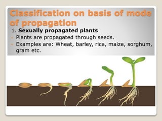 Classification on basis of mode
of propagation
1. Sexually propagated plants
• Plants are propagated through seeds.
• Examples are: Wheat, barley, rice, maize, sorghum,
gram etc.
 
