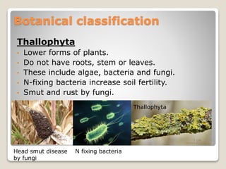 Thallophyta
• Lower forms of plants.
• Do not have roots, stem or leaves.
• These include algae, bacteria and fungi.
• N-fixing bacteria increase soil fertility.
• Smut and rust by fungi.
Botanical classification
Thallophyta
Head smut disease
by fungi
N fixing bacteria
 