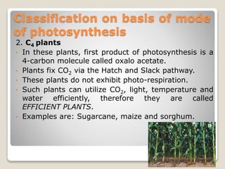 Classification on basis of mode
of photosynthesis
2. C4 plants
• In these plants, first product of photosynthesis is a
4-carbon molecule called oxalo acetate.
• Plants fix CO2 via the Hatch and Slack pathway.
• These plants do not exhibit photo-respiration.
• Such plants can utilize CO2, light, temperature and
water efficiently, therefore they are called
EFFICIENT PLANTS.
• Examples are: Sugarcane, maize and sorghum.
 
