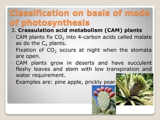 Classification on basis of mode
of photosynthesis
3. Crassulation acid metabolism (CAM) plants
• CAM plants fix CO2 into 4-carbon acids called malate
as do the C4 plants.
• Fixation of CO2 occurs at night when the stomata
are open.
• CAM plants grow in deserts and have succulent
fleshy leaves and stem with low transpiration and
water requirement.
• Examples are: pine apple, prickly pear
 
