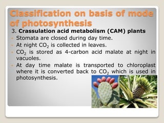 Classification on basis of mode
of photosynthesis
3. Crassulation acid metabolism (CAM) plants
• Stomata are closed during day time.
• At night CO2 is collected in leaves.
• CO2 is stored as 4-carbon acid malate at night in
vacuoles.
• At day time malate is transported to chloroplast
where it is converted back to CO2 which is used in
photosynthesis.
 