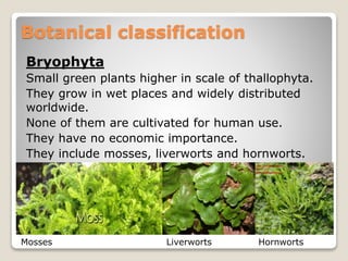 Bryophyta
Small green plants higher in scale of thallophyta.
They grow in wet places and widely distributed
worldwide.
None of them are cultivated for human use.
They have no economic importance.
They include mosses, liverworts and hornworts.
Botanical classification
Liverworts HornwortsMosses
 