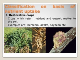 Classification on basis of
nutrient uptake
1. Restorative crops
• Crops which return nutrient and organic matter to
the soil.
• Examples are: Berseem, alfalfa, soybean etc
 