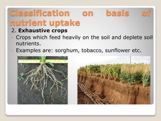 Classification on basis of
nutrient uptake
2. Exhaustive crops
• Crops which feed heavily on the soil and deplete soil
nutrients.
• Examples are: sorghum, tobacco, sunflower etc.
 