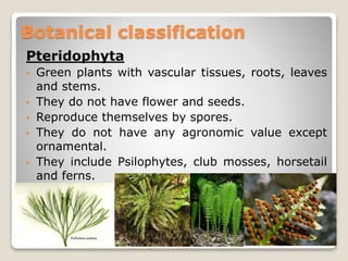 Pteridophyta
• Green plants with vascular tissues, roots, leaves
and stems.
• They do not have flower and seeds.
• Reproduce themselves by spores.
• They do not have any agronomic value except
ornamental.
• They include Psilophytes, club mosses, horsetail
and ferns.
Botanical classification
 