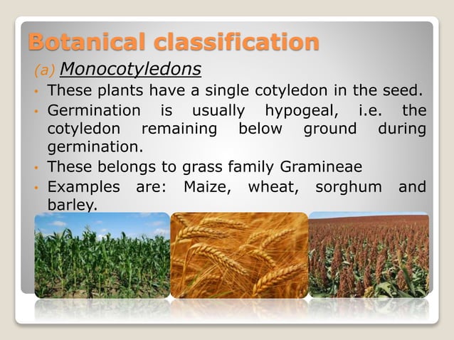 Classification Of Field Crops PPT
