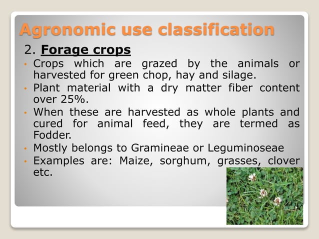 Classification of field crops | PPT