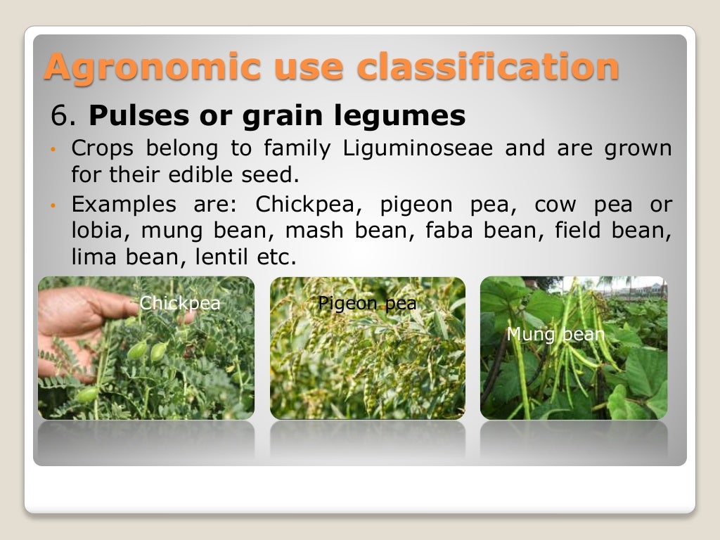 Classification of field crops