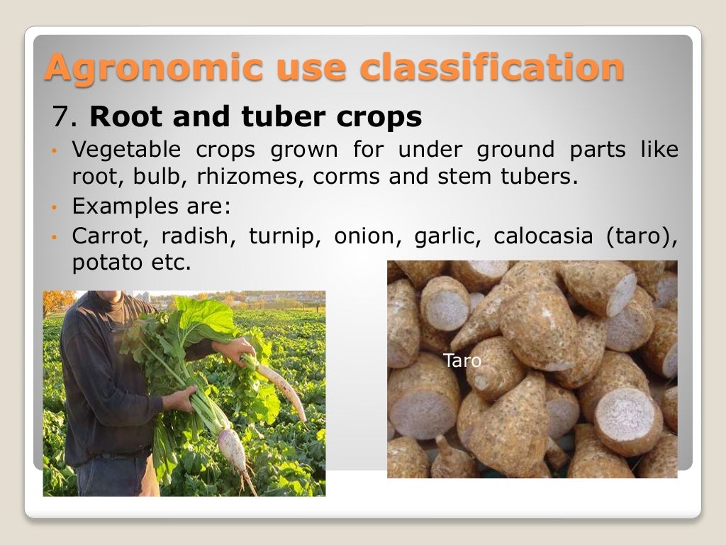 Classification of field crops