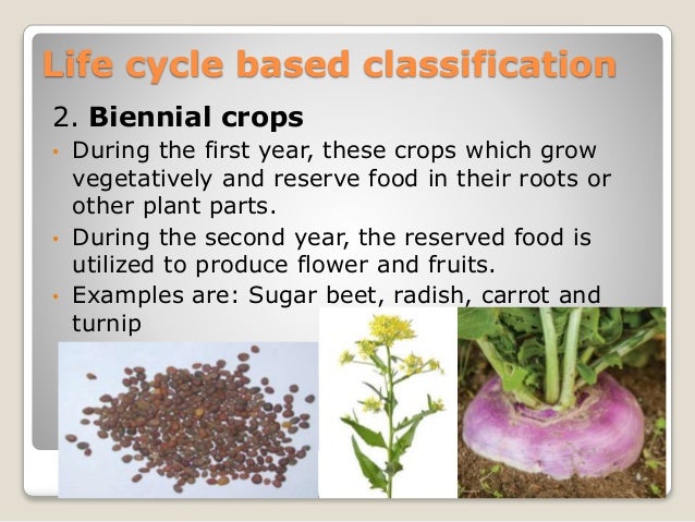 Classification of field crops