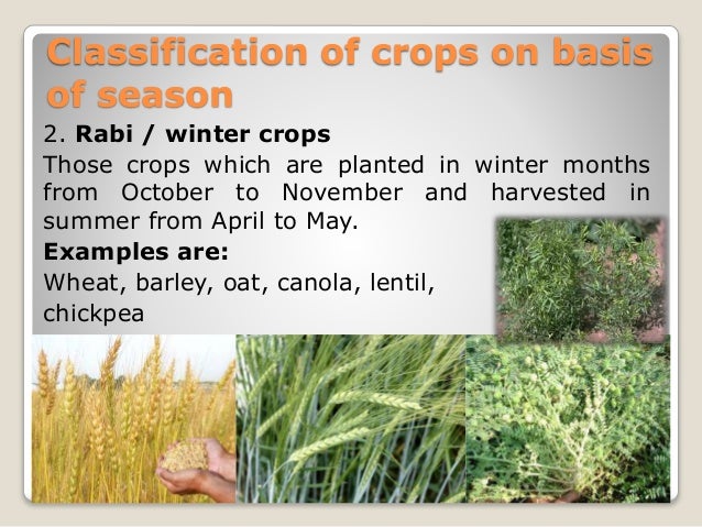 Classification of field crops