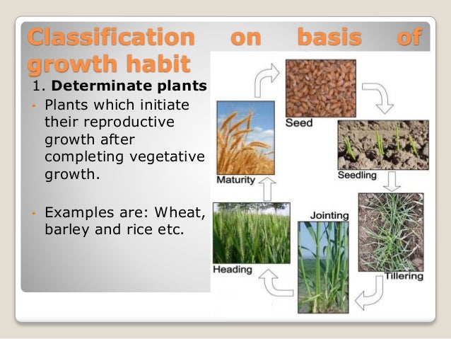 Classification of field crops