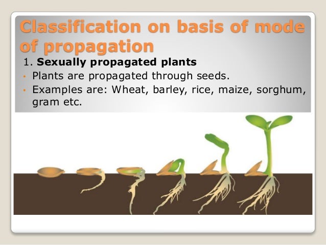 Classification of field crops