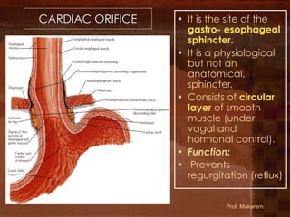 L1-GIT- Esophagus, stomach (11)546464.pdf