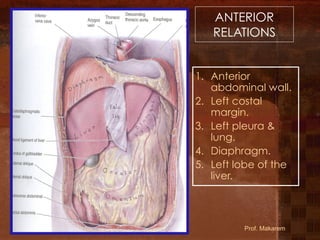 L1-GIT- Esophagus, stomach (11)546464.pdf