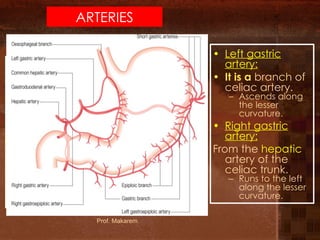 L1-GIT- Esophagus, stomach (11)546464.pdf
