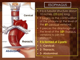 L1-GIT- Esophagus, stomach (11)546464.pdf