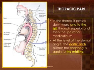 L1-GIT- Esophagus, stomach (11)546464.pdf