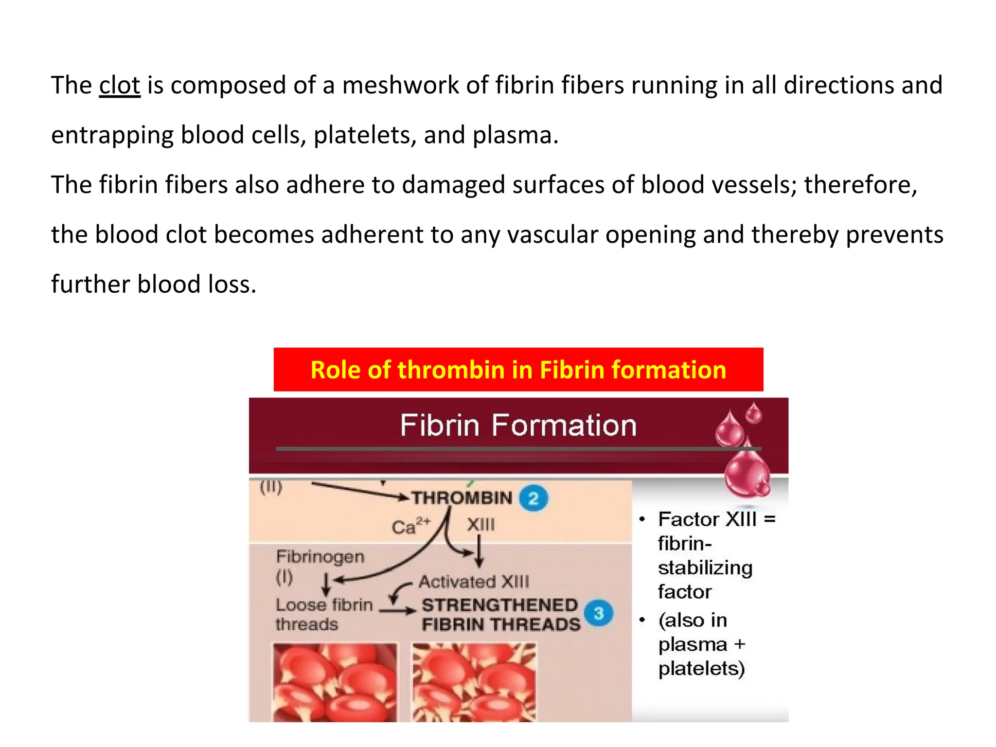 Role of thrombin in Fibrin formation
The clot is composed of a meshwork of fibrin fibers running in all directions and
entrapping blood cells, platelets, and plasma.
The fibrin fibers also adhere to damaged surfaces of blood vessels; therefore,
the blood clot becomes adherent to any vascular opening and thereby prevents
further blood loss.
 