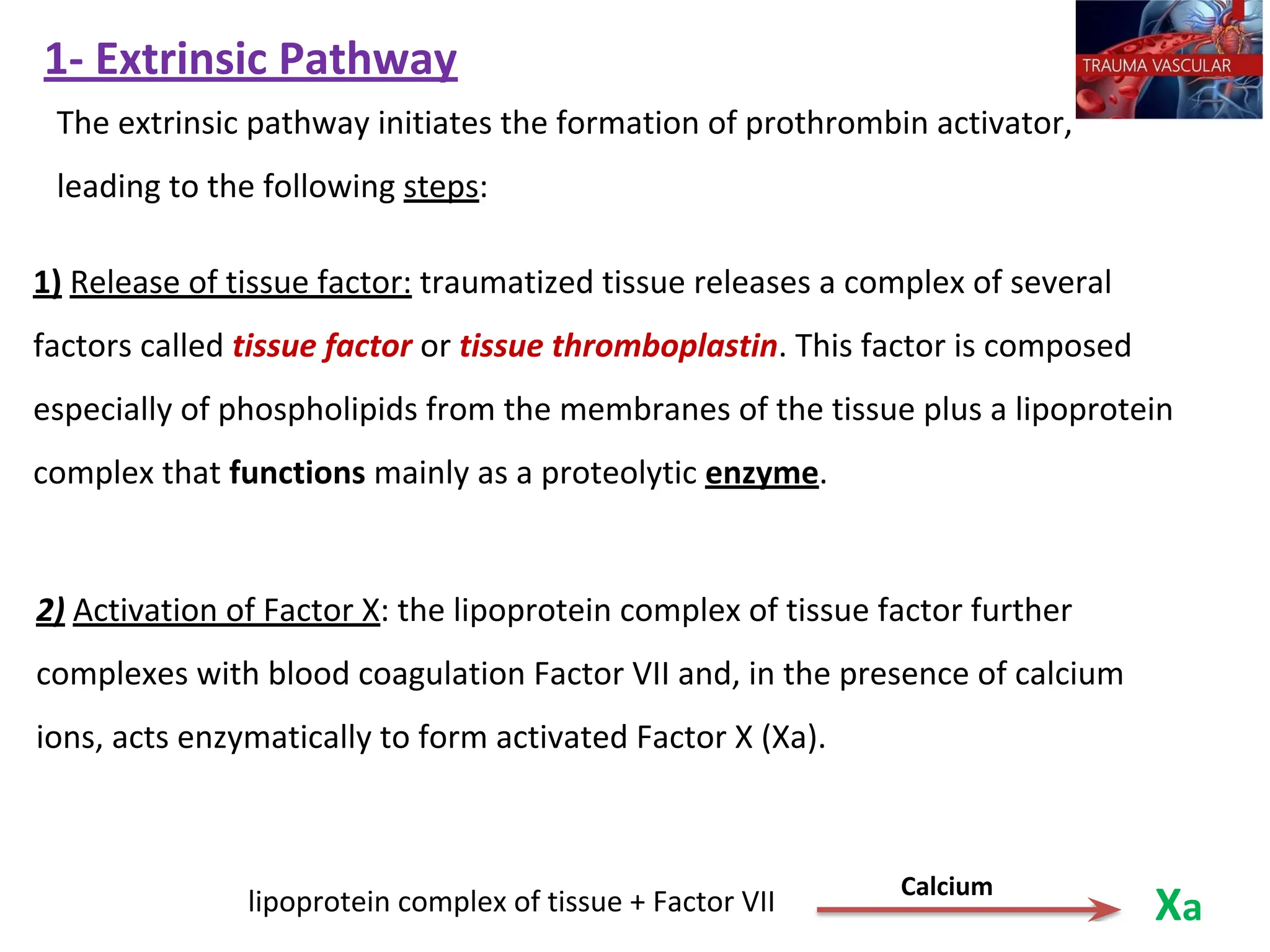 1- Extrinsic Pathway
1) Release of tissue factor: traumatized tissue releases a complex of several
factors called tissue factor or tissue thromboplastin. This factor is composed
especially of phospholipids from the membranes of the tissue plus a lipoprotein
complex that functions mainly as a proteolytic enzyme.
The extrinsic pathway initiates the formation of prothrombin activator,
leading to the following steps:
2) Activation of Factor X: the lipoprotein complex of tissue factor further
complexes with blood coagulation Factor VII and, in the presence of calcium
ions, acts enzymatically to form activated Factor X (Xa).
lipoprotein complex of tissue + Factor VII
Calcium
Xa
 