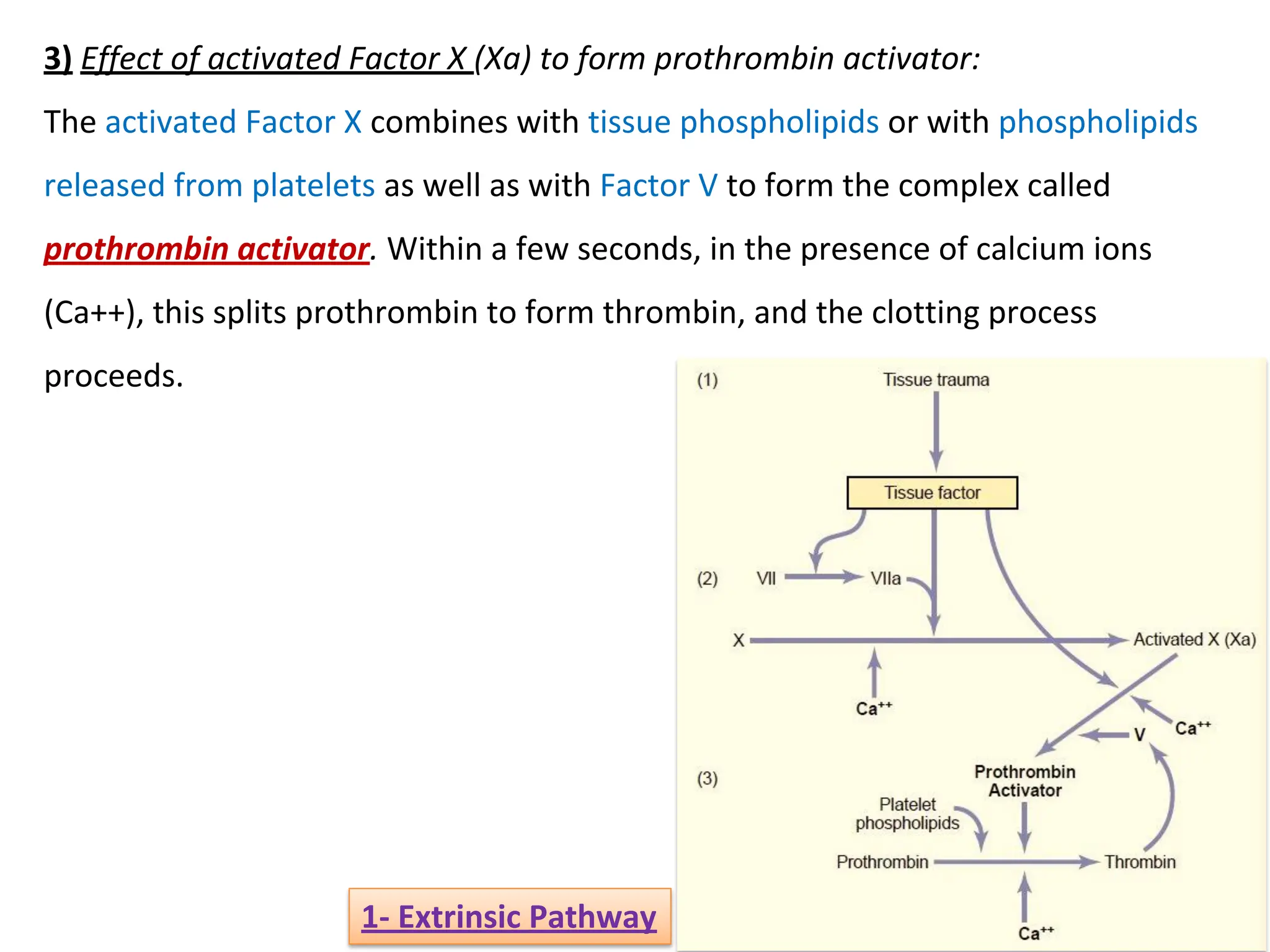 3) Effect of activated Factor X (Xa) to form prothrombin activator:
The activated Factor X combines with tissue phospholipids or with phospholipids
released from platelets as well as with Factor V to form the complex called
prothrombin activator. Within a few seconds, in the presence of calcium ions
(Ca++), this splits prothrombin to form thrombin, and the clotting process
proceeds.
1- Extrinsic Pathway
 