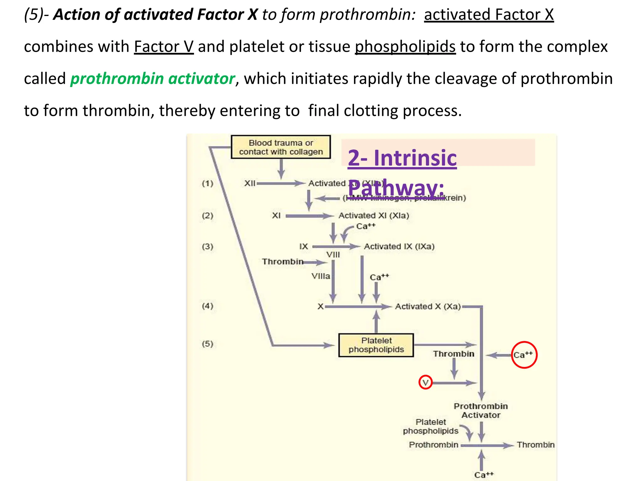 2- Intrinsic
Pathway:
(5)- Action of activated Factor X to form prothrombin: activated Factor X
combines with Factor V and platelet or tissue phospholipids to form the complex
called prothrombin activator, which initiates rapidly the cleavage of prothrombin
to form thrombin, thereby entering to final clotting process.
 