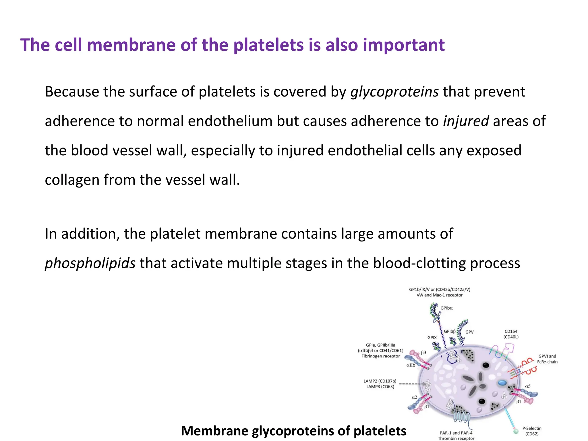 The cell membrane of the platelets is also important
Because the surface of platelets is covered by glycoproteins that prevent
adherence to normal endothelium but causes adherence to injured areas of
the blood vessel wall, especially to injured endothelial cells any exposed
collagen from the vessel wall.
In addition, the platelet membrane contains large amounts of
phospholipids that activate multiple stages in the blood-clotting process
Membrane glycoproteins of platelets
 