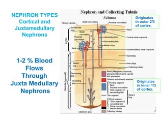 1-2 % Blood
Flows
Through
Juxta Medullary
Nephrons
NEPHRON TYPES
Cortical and
Juxtamedullary
Nephrons
Originates
in outer 2/3
of cortex.
Originates
in inner 1/3
of cortex.
 