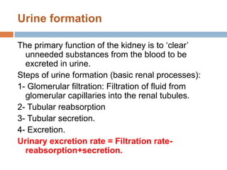 Urine formation
The primary function of the kidney is to ‘clear’
unneeded substances from the blood to be
excreted in urine.
Steps of urine formation (basic renal processes):
1- Glomerular filtration: Filtration of fluid from
glomerular capillaries into the renal tubules.
2- Tubular reabsorption
3- Tubular secretion.
4- Excretion.
Urinary excretion rate = Filtration rate-
reabsorption+secretion.
 