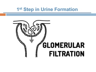 1st Step in Urine Formation
 