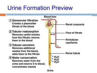 Urine Formation Preview
 