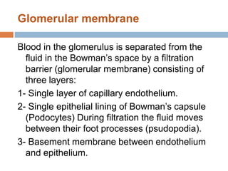 Glomerular membrane
Blood in the glomerulus is separated from the
fluid in the Bowman’s space by a filtration
barrier (glomerular membrane) consisting of
three layers:
1- Single layer of capillary endothelium.
2- Single epithelial lining of Bowman’s capsule
(Podocytes) During filtration the fluid moves
between their foot processes (psudopodia).
3- Basement membrane between endothelium
and epithelium.
 