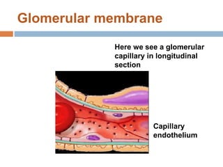 Glomerular membrane
Here we see a glomerular
capillary in longitudinal
section
Capillary
endothelium
 