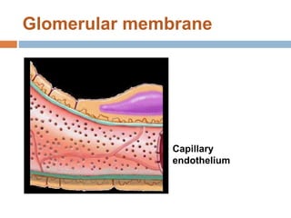 Glomerular membrane
Capillary
endothelium
 