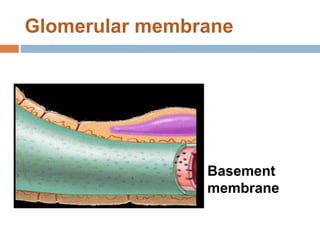 Glomerular membrane
Basement
membrane
 