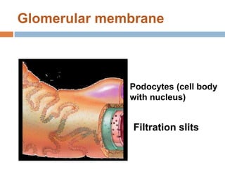 Glomerular membrane
Filtration slits
Podocytes (cell body
with nucleus)
 