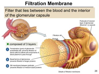 Details of filtration membrane
Filtration slit
1
Pedicel
Podocyte of visceral
layer of glomerular
(Bowman’s) capsule
Fenestration (pore) of glomerular
endothelial cell: prevents filtration of
blood cells but allows all components of
blood plasma to pass through
Basal lamina of glomerulus:
prevents filtration of larger proteins
Slit membrane between pedicels:
prevents filtration of medium-sized proteins
2
3
29
Filtration Membrane
Filter that lies between the blood and the interior
of the glomerular capsule
 composed of 3 layers:
 