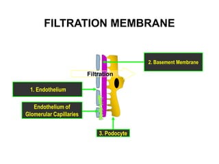 FILTRATION MEMBRANE
1. Endothelium
3. Podocyte
Endothelium of
Glomerular Capillaries
2. Basement Membrane
Filtration
 
