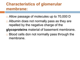 Characteristics of glomerular
membrane:
 Allow passage of molecules up to 70,000 D
 Albumin does not normally pass as they are
repelled by the negative charge of the
glycoproteins material of basement membrane.
 Blood cells don not normally pass through the
membrane.
 