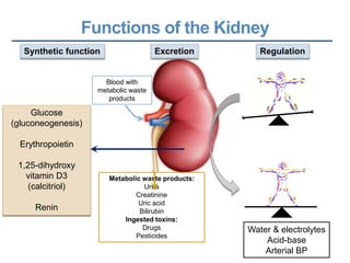 Functions of the Kidney
Blood with
metabolic waste
products
Water & electrolytes
Acid-base
Arterial BP
Regulation
Excretion
Synthetic function
Glucose
(gluconeogenesis)
Erythropoietin
1,25-dihydroxy
vitamin D3
(calcitriol)
Renin
Metabolic waste products:
Urea
Creatinine
Uric acid
Bilirubin
Ingested toxins:
Drugs
Pesticides
 