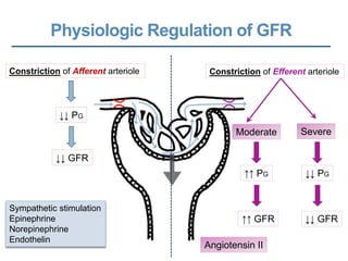 Physiologic Regulation of GFR
Constriction of Afferent arteriole Constriction of Efferent arteriole
↓↓ PG
↓↓ GFR
Moderate Severe
↑↑ PG
↑↑ GFR
↓↓ PG
↓↓ GFR
Sympathetic stimulation
Epinephrine
Norepinephrine
Endothelin
Angiotensin II
 