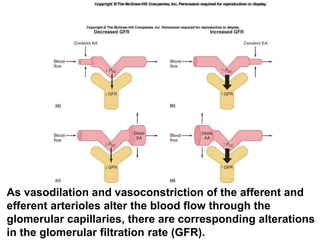 As vasodilation and vasoconstriction of the afferent and
efferent arterioles alter the blood flow through the
glomerular capillaries, there are corresponding alterations
in the glomerular filtration rate (GFR).
 