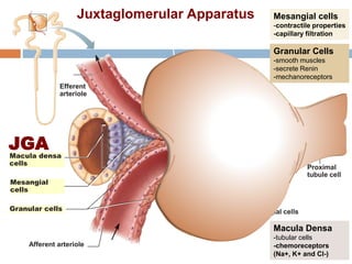 48
Proximal
tubule cell
Efferent
arteriole
Afferent arteriole
Granular Cells
-smooth muscles
-secrete Renin
-mechanoreceptors
Macula Densa
-tubular cells
-chemoreceptors
(Na+, K+ and Cl-)
Mesangial cells
-contractile properties
-capillary filtration
Macula densa
cells
Mesangial cells
Granular cells
Mesangial
cells
JGA
Juxtaglomerular Apparatus
 