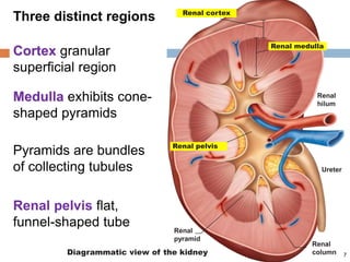 Diagrammatic view of the kidney
Three distinct regions
Cortex granular
superficial region
Medulla exhibits cone-
shaped pyramids
7
Pyramids are bundles
of collecting tubules
Renal cortex
Renal medulla
Renal pelvis
Ureter
Renal
column
Renal
pyramid
Renal
hilum
Renal pelvis flat,
funnel-shaped tube
 