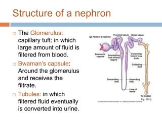 Structure of a nephron
 The Glomerulus:
capillary tuft: in which
large amount of fluid is
filtered from blood.
 Bwaman’s capsule:
Around the glomerulus
and receives the
filtrate.
 Tubules: in which
filtered fluid eventually
is converted into urine.
 